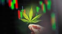 Top Marijuana Stocks December 2023