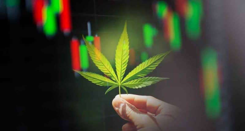 Top Marijuana Stocks December 2023