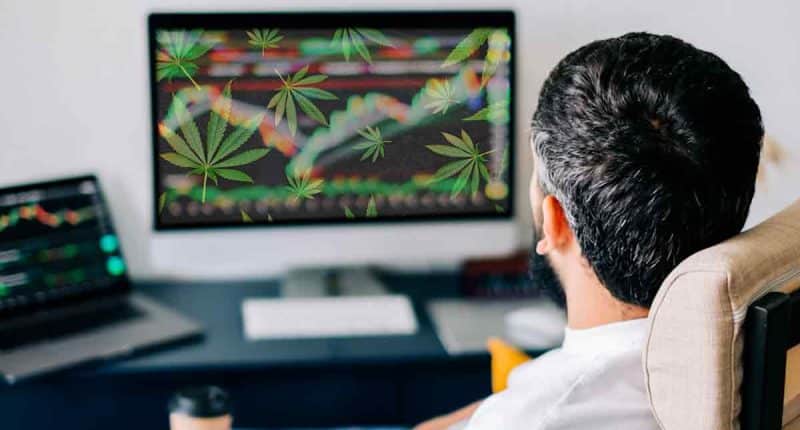 Watching Cannabis Stocks In August 2024