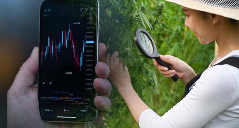 Best Canadian Cannabis Stocks to Watch in September