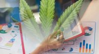 Best Cannabis Stocks For Your Watchlist In November