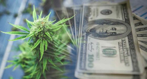 Top US Cannabis Stocks to Monitor in the Fourth Quarter of 2024