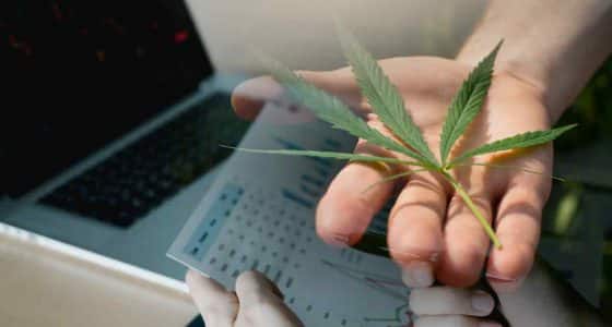 This Week’s Top Ancillary Cannabis Stocks: Balancing Opportunity with Risk
