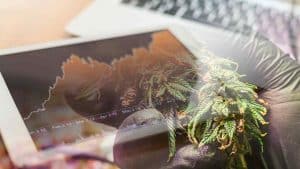 Top Canadian Marijuana Stocks To Buy? 2 To Watch Under $2