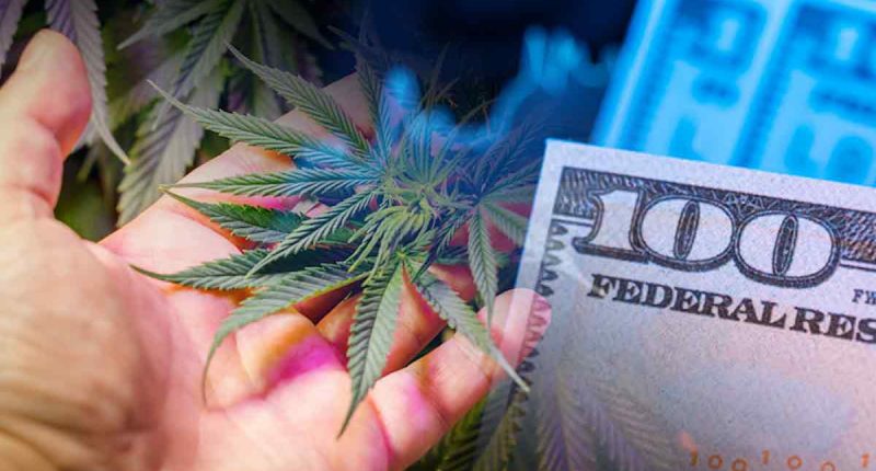 Cultivating Returns: The Best Cannabis REITs of March 2024