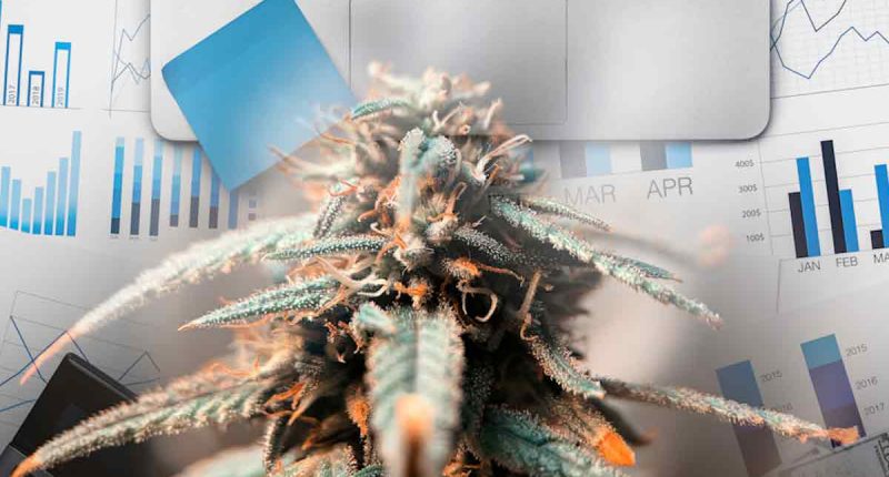 Top Marijuana Stocks End Of August 2024