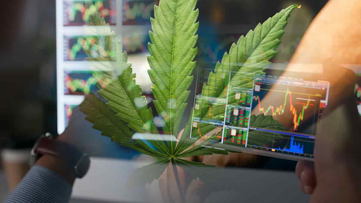 Best Cannabis Stocks For December List Right Now