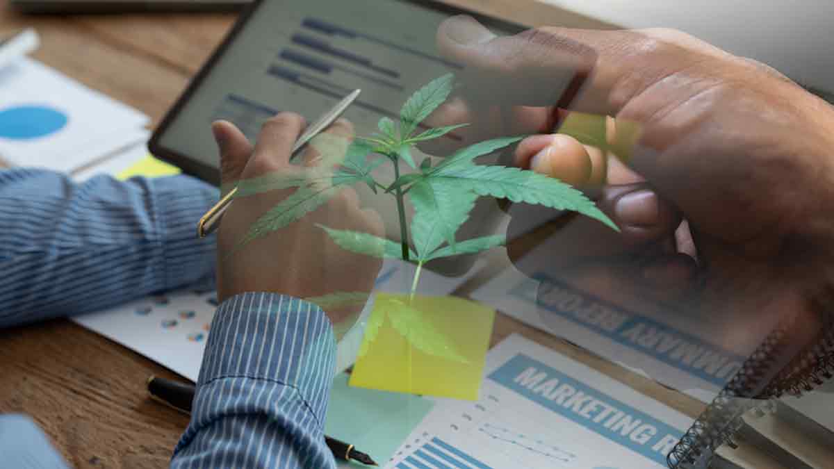 Top Marijuana Stocks For Watchlist In 2023