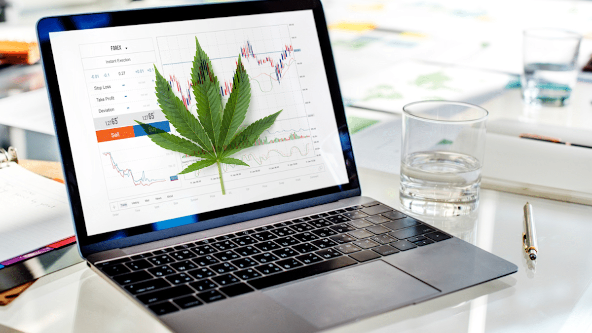 Best Cannabis Stocks To Watch First Week Of February