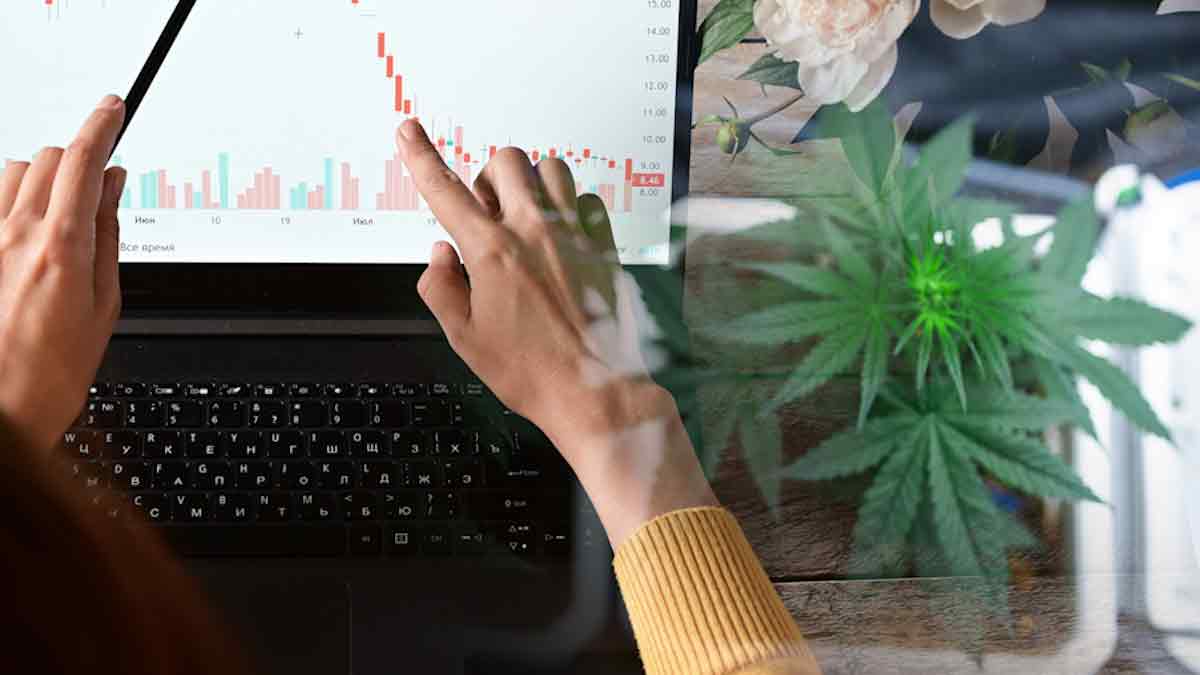 Top Marijuana Stocks To Watch 2nd Week In January
