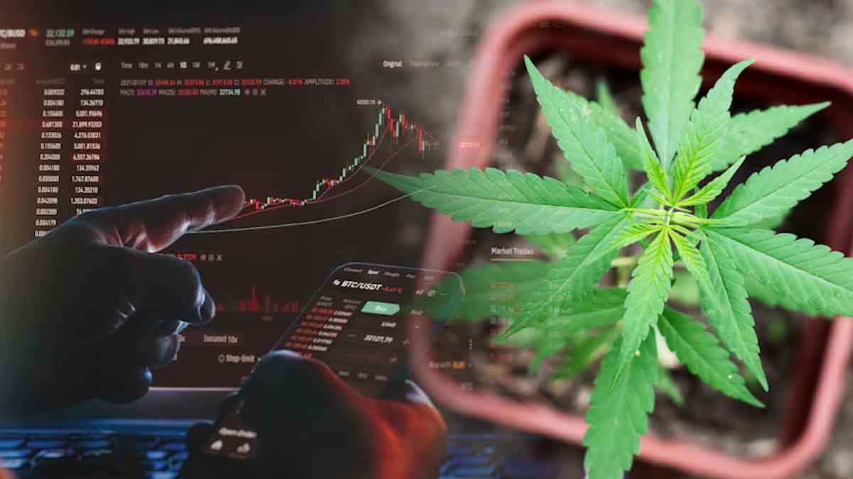 Investment Opportunities: The Best Ancillary Cannabis Stocks for Mid-October 2023