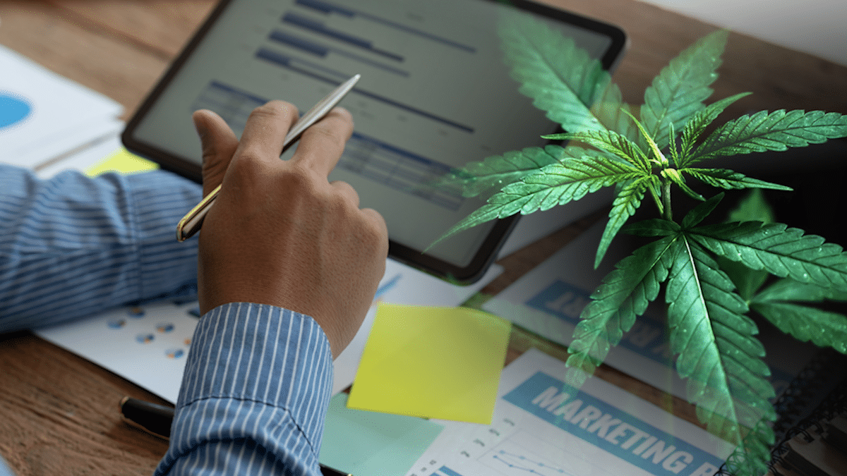 Best Cannabis Penny Stocks To Watch Before March Right Now