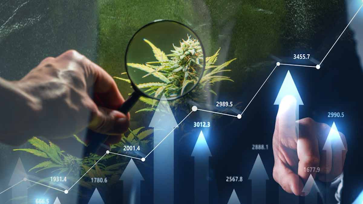 Top Picks: Canadian Cannabis Giants Set to Flourish in Q3 2024