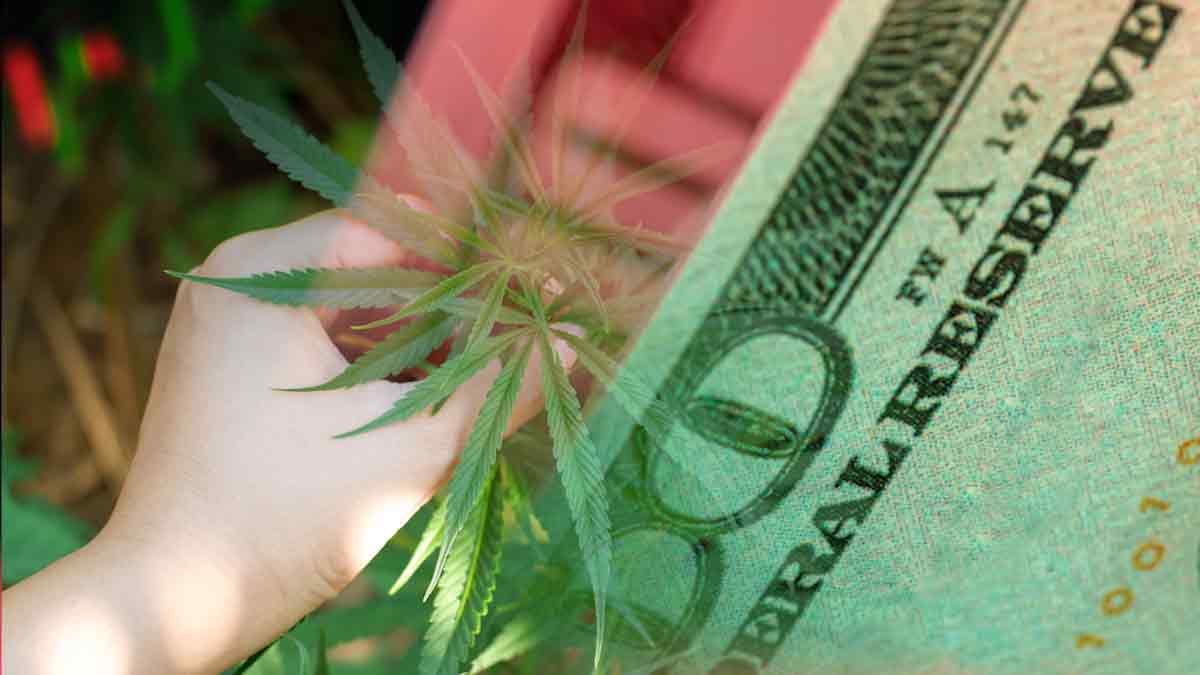 Top US Cannabis Stocks To Buy? 2 To Watch This Week