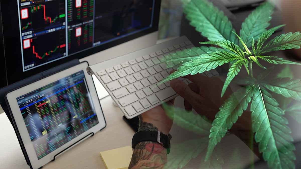 Top Marijuana Penny Stocks In March? 2 For Traders Now