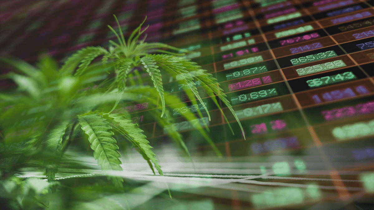 Budding Opportunities: US Marijuana Stocks to Watch During August