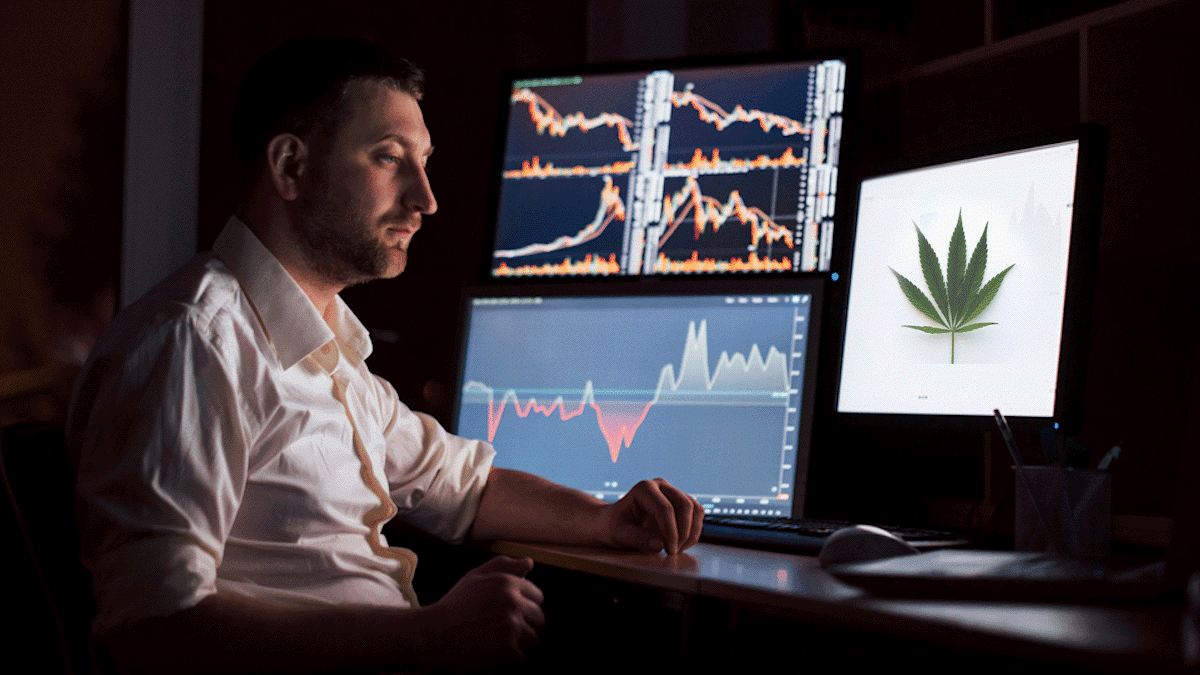 Top Canadian Cannabis Stocks To Watch In August 2023