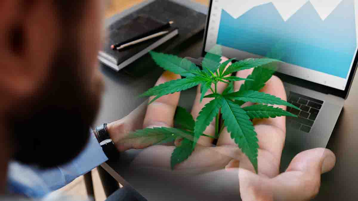 Year-to-Date Winners: Top Marijuana Penny Stocks to Keep on Your Radar
