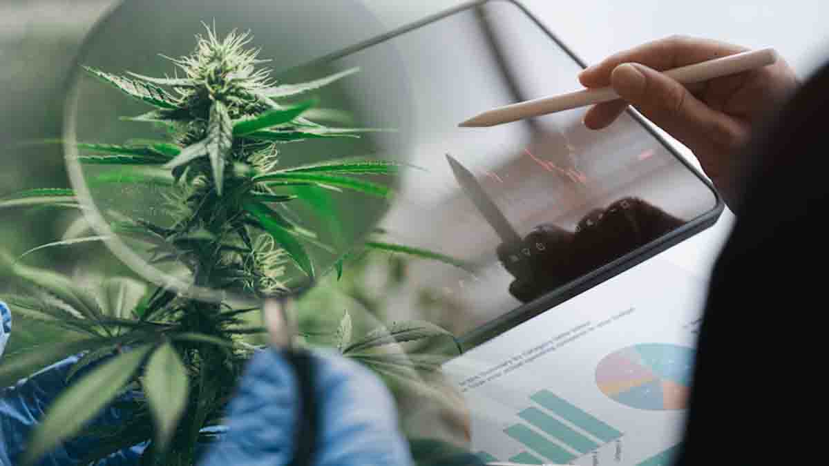 Top Ancillary Cannabis Stocks to Watch in 2024: Key Picks for Investors